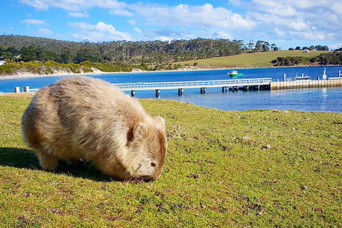 Maria Island National Park - Day Walk And Picnic Lunch - Accommodation Mount Tamborine 21