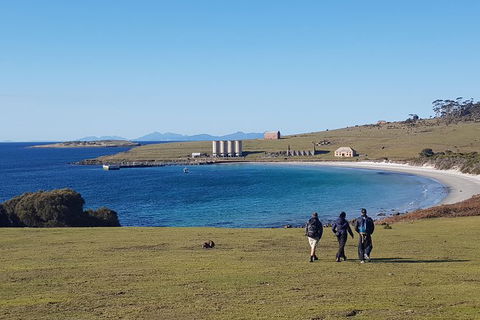Maria Island National Park - Day Walk And Picnic Lunch - Accommodation Mount Tamborine 12