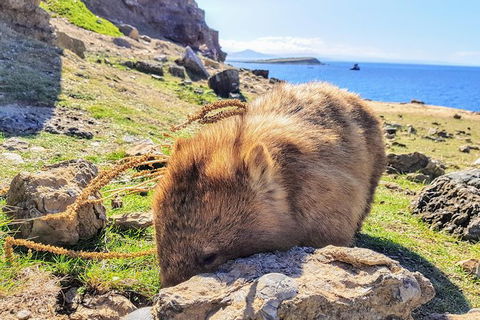 Maria Island National Park - Day Walk And Picnic Lunch - Accommodation Mount Tamborine 13