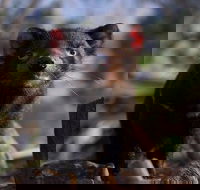 Mt. Field National Park and Bonorong Wildlife Park