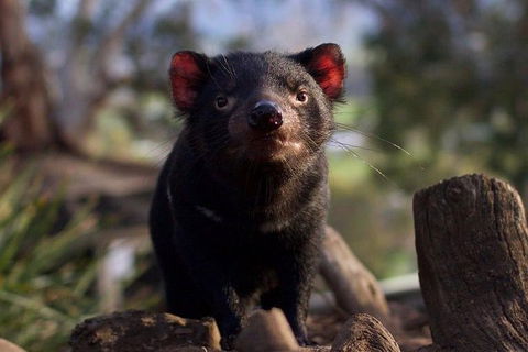 Mt. Field National Park And Bonorong Wildlife Park - Accommodation Mount Tamborine 0