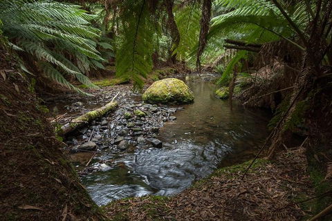 Mt Field National Park Premium Private Photo-oriented Day Tour From Hobart - Accommodation Mount Tamborine 3