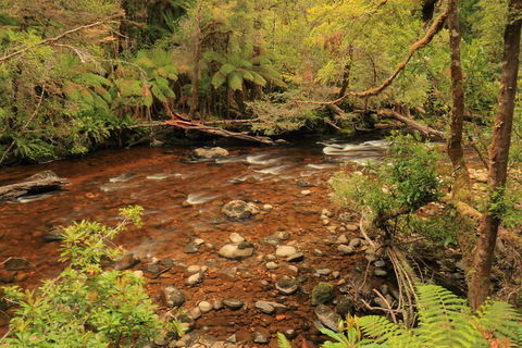 Lake St. Clair And Western Wilderness Active Day Trip From Hobart - Accommodation Mount Tamborine 15