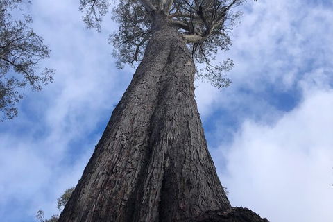 Lake St. Clair And Western Wilderness Active Day Trip From Hobart - Accommodation Mount Tamborine 12