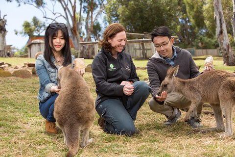 Bonorong Wildlife Park And Richmond Afternoon Tour From Hobart - Accommodation Mount Tamborine 0