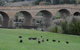 Bonorong Wildlife Park And Richmond Afternoon Tour From Hobart - thumb 3