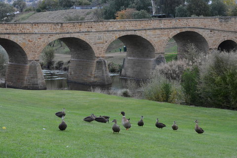 Bonorong Wildlife Park And Richmond Afternoon Tour From Hobart - Accommodation Mount Tamborine 3