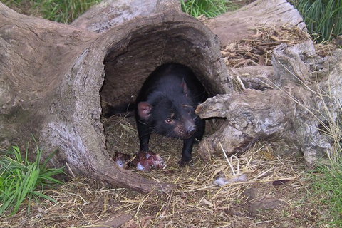 Bonorong Wildlife Park And Richmond Afternoon Tour From Hobart - Accommodation Mount Tamborine 1