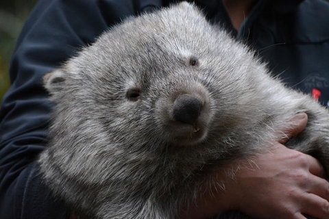 Bonorong Wildlife Park And Richmond Afternoon Tour From Hobart - Accommodation Mount Tamborine 2