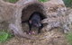 Bonorong Wildlife Park And Richmond Afternoon Tour From Hobart - thumb 4