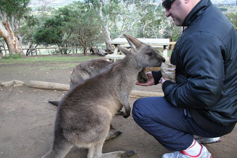 Small-group Tour From Hobart: Native Flora And Fauna, Incl. Royal Bot. Gardens - Accommodation Mount Tamborine 1