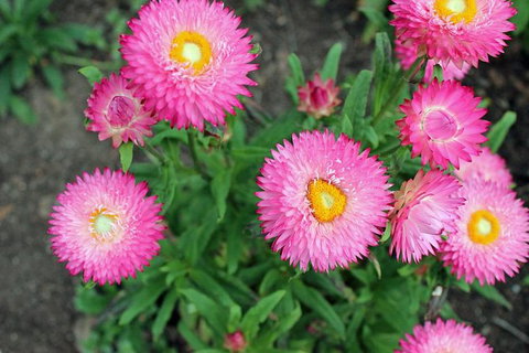 Small-group Tour From Hobart: Native Flora And Fauna, Incl. Royal Bot. Gardens - Accommodation Mount Tamborine 3
