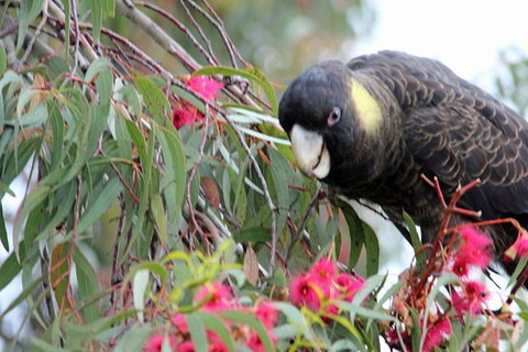 Small-group Tour From Hobart: Native Flora And Fauna, Incl. Royal Bot. Gardens - Accommodation Mount Tamborine 8
