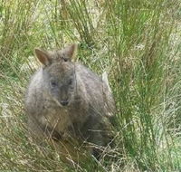 Leven Canyon Day Trip Including Wings Wildlife Park or Gunns Plains Caves from Devonport Ulverstone or Burnie - Accommodation Mount Tamborine