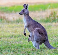 Bonorong Wildlife Park Richmond Village Hobart Highlights - Accommodation Mount Tamborine
