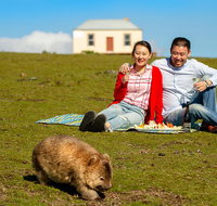 Wineglass Bay And Maria Island Wildlife Scenic Flight From Hobart - Accommodation Mount Tamborine