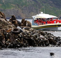 3-Hour Bruny Island Cruise from Adventure Bay - Accommodation Mount Tamborine