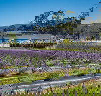 Private Tasman Peninsula Cruise Ship Tour from Port Arthur - Accommodation Mount Tamborine