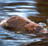 Wild-Platypus 2 hour wildlife tour - Accommodation Mount Tamborine