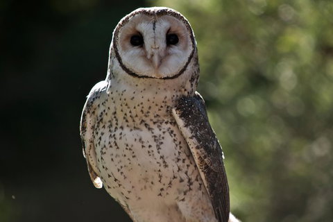 Spotlight Tour (2 Hours, $120 Per Person) - Accommodation Mount Tamborine 7