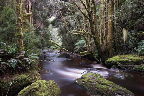 Spotlight Tour (2 Hours, $120 Per Person) - Accommodation Mount Tamborine 6