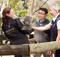 3 of Hobart's best experiences in one day - Mt Wellington Richmond and Bonorong - Accommodation Mount Tamborine