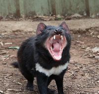 ZOODOO ZOO tour meet the famous Tasmanian Devil cuddle a kangaroo feed a lion - Accommodation Mount Tamborine