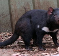 Bonorong Wildlife Park Shuttle - cruise ship shore excursion - Accommodation Mount Tamborine