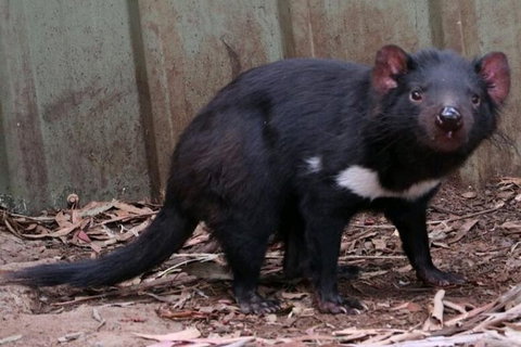 Bonorong Wildlife Park Shuttle - Cruise Ship Shore Excursion - Accommodation Mount Tamborine 0