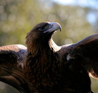 Wildlife day tour 4 Hours 195 per person - Accommodation Mount Tamborine