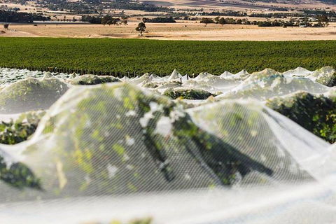 A Sommelier Guided Tour: Thursday Afternoon Wine Gin Cheese & Cocktails - Accommodation Mount Tamborine 5