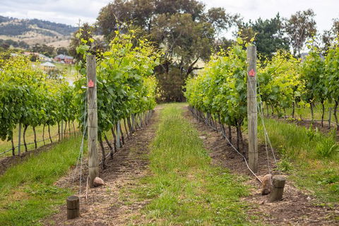 A Sommelier Guided Tour: Thursday Afternoon Wine Gin Cheese & Cocktails - Accommodation Mount Tamborine 3