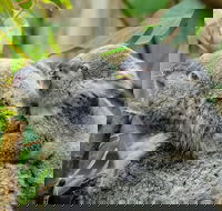 Hobart's best city nature wildlife and fine cuisine