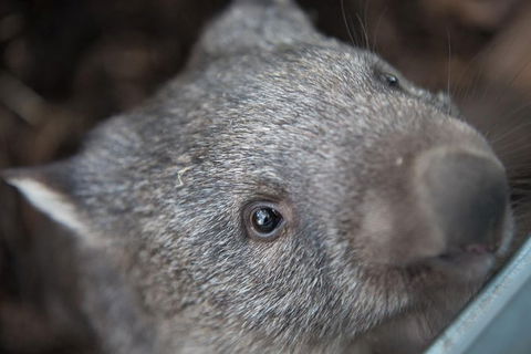 Hobart\'s Best: City, Nature, Wildlife, And Fine Cuisine - Accommodation Mount Tamborine 7