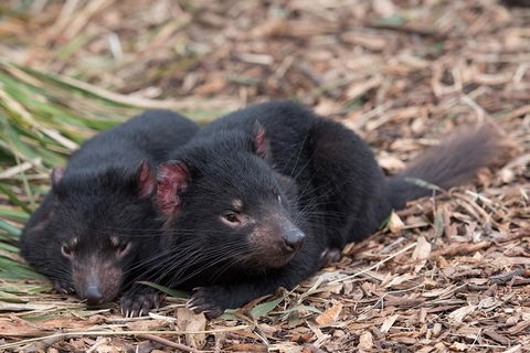 Hobart\'s Best: City, Nature, Wildlife, And Fine Cuisine - Accommodation Mount Tamborine 8