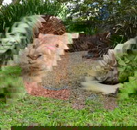 Croc Express to Australia Zoo from Brisbane - Accommodation Mount Tamborine