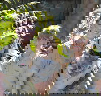 Koala Cuddle Adventure Croc 2 - Accommodation Mount Tamborine