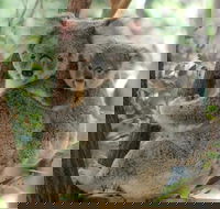 Lone Pine Koala Sanctuary Day Pass - Accommodation Mount Tamborine