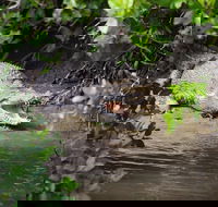 Whitsunday Crocodile Safari including Lunch - Accommodation Mount Tamborine