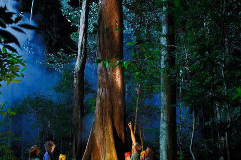 Daintree Rainforest Night Walk From Cape Tribulation - Accommodation Mount Tamborine 1