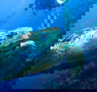 Scuba Dive the S.S. Yongala Wreck on the Great Barrier Reef. - Accommodation Mount Tamborine