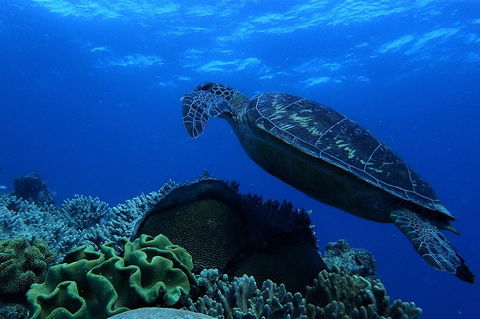 3 Day Whitsundays Sailing And Diving Adventure: Kiana - Accommodation Mount Tamborine 6