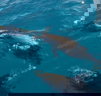 Fraser Island  Dolphin Sailing Adventure - Accommodation Mount Tamborine