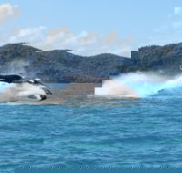 Whitsundays Whale Watching Cruise from Airlie Beach - Accommodation Mount Tamborine