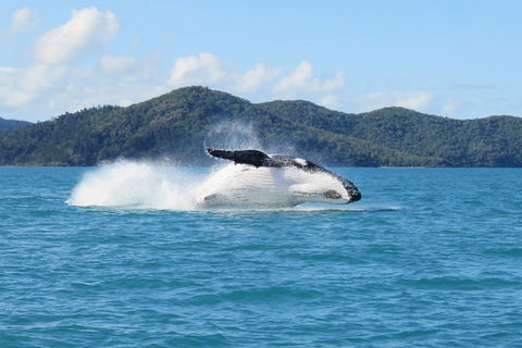 Whitsundays Whale Watching Cruise From Airlie Beach - Accommodation Mount Tamborine 0