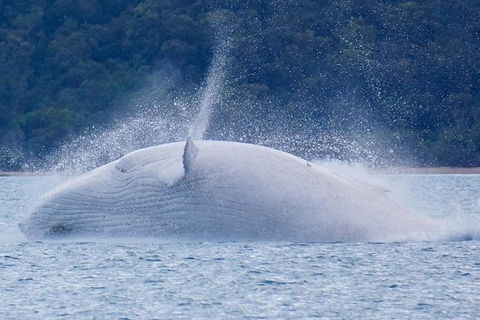 Whitsundays Whale Watching Cruise From Airlie Beach - Accommodation Mount Tamborine 1