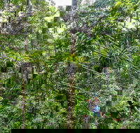 Cape Tribulation and Jungle Surfing Adventure Day from Port Douglas - Accommodation Mount Tamborine