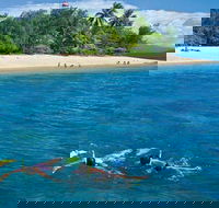 Wavedancer Low Isles Great Barrier Reef Sailing Cruise from Port Douglas - Accommodation Mount Tamborine