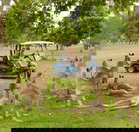 Small-Group Wildlife and Rainforest Tour from Port Douglas - Accommodation Mount Tamborine