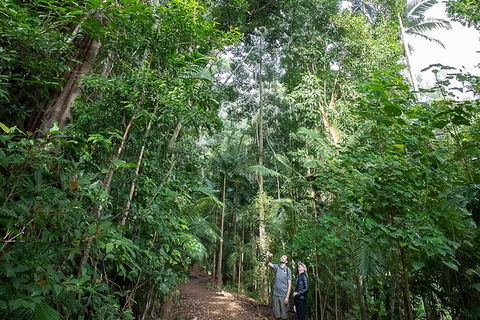 Whitsundays Tropical Rainforest, Waterfalls And Airlie Beach Eco Experience - Accommodation Mount Tamborine 1